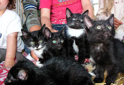 Kitten1.jpg (41503 Byte)