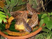 aufgenommen im Schmetterlingsgarten Aumhle