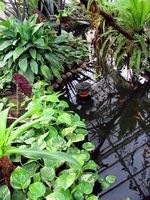 angelegter Teich im Gewächshaus Jenischpark