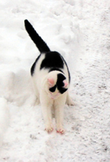 schneekatze1.jpg (29046 Byte)