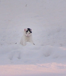 schneekatze2.jpg (15867 Byte)