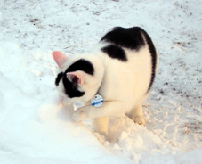 schneekatze3.jpg (22002 Byte)